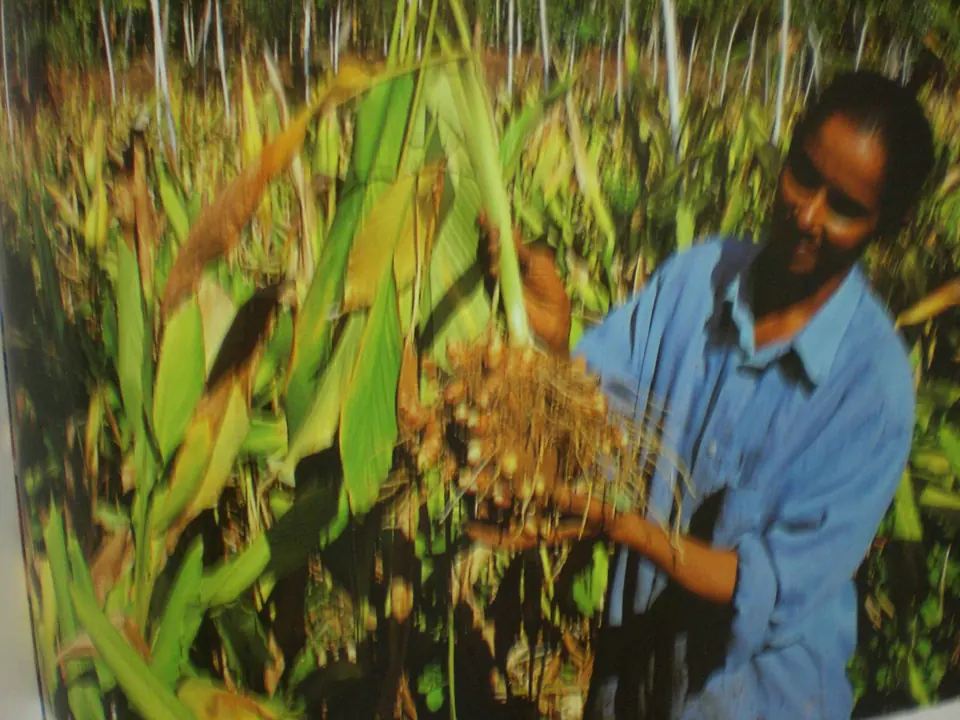 Spezie del Kerala, foto 17 di 22