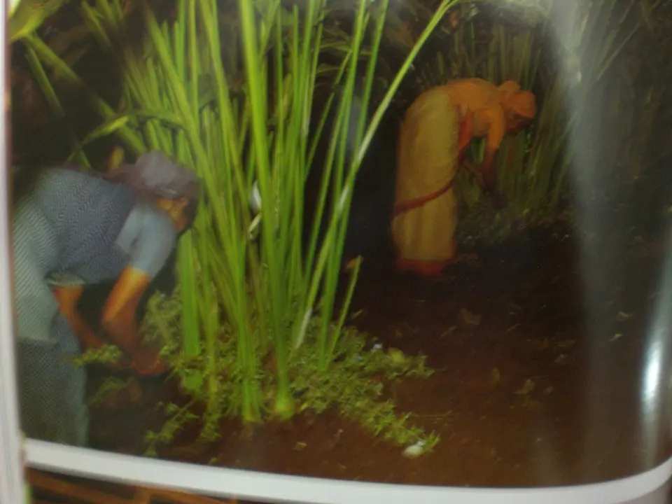 Spezie del Kerala, foto 3 di 22